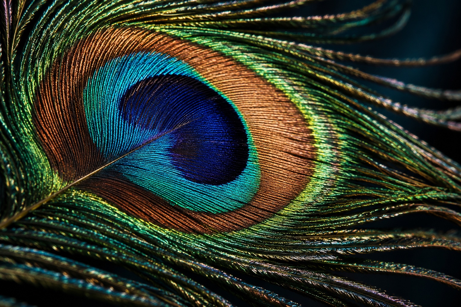 An iridescent peacock feather in turquoise, blue and gold